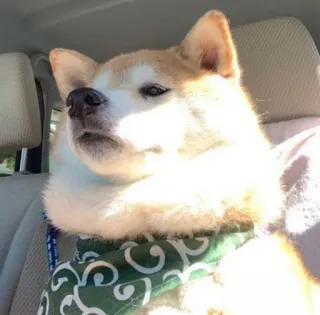 😐 chien, animal de compagnie, animal, shiba inu, mignon, animal domestique telegram sticker