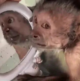 🤱 mono, animal, primate, espejo, reflejo, lindo telegram sticker