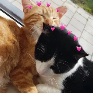 😘 猫, 猫, 子猫, 子猫, 動物, ハート, 愛, かわいい telegram sticker