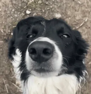 😌 Border Collie, Perro, Blanco y negro, Animal, Lindo, Mascota telegram sticker