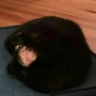 😤 cat, black cat, animal, pet, sleeping, domestic animal telegram sticker