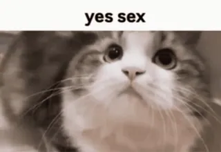 ❤️ yes sex gato, meme, humor, animal whatsapp sticker