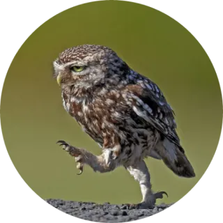 🦉 coruja, pássaro, natureza, vida selvagem, animal, fofo telegram sticker