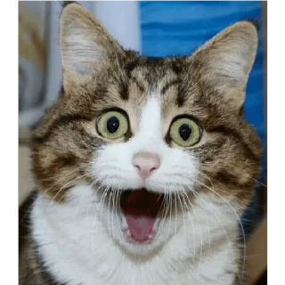 🤯 cat, surprised, shocked, meme, animal, pet, funny, cute telegram sticker