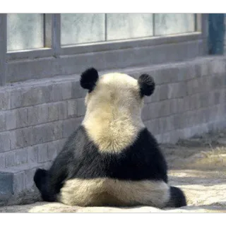 😔 Panda, Animal, Urso, Sentado, Fofo, Vida selvagem telegram sticker