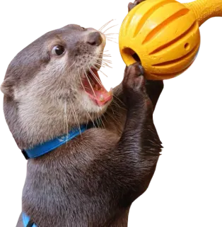 📢 wydra, zwierzę, słodki, ssak, rozbrykany, dzika przyroda telegram sticker