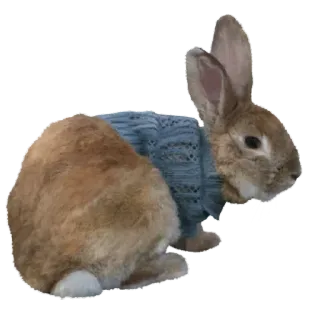 🤩 lapin, lapinou, animal, mignon, pull, animal de compagnie telegram sticker