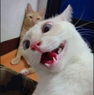 🤳 猫, 动物, 宠物, 搞笑, 表情包, 白猫 telegram sticker
