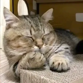 😴 chat, dormir, mignon, animal, domestique, animal de compagnie, félin, tigré telegram sticker