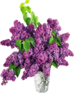 🌺 lilacs, flowers, bouquet, vase, floral, spring, purple telegram sticker