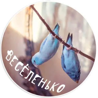 🙃 Весёленько oiseaux, perruches, mignon, animaux de compagnie, animaux telegram sticker