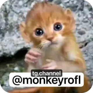🫥 tg.channel
@monkeyrofl małpa, słodki, zwierzę, śmieszne, mem telegram sticker