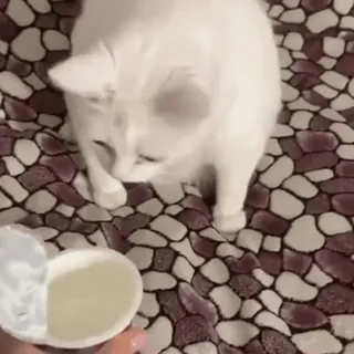 🤢 cat, white cat, pet, animal, food whatsapp sticker