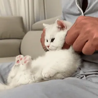 🙃 猫, 子猫, 可愛い, 白, 動物, ペット telegram sticker
