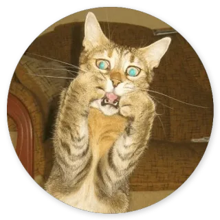 🤗 cat, animal, funny, meme, silly whatsapp sticker