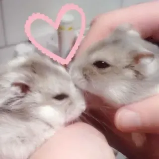 🥰 hamster, mignon, animal, animal de compagnie, rongeur, amour, coeur telegram sticker