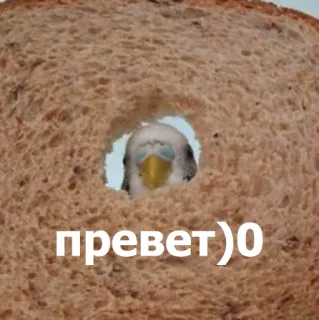 Забавные животные 4 (@safthome) telegram stickers