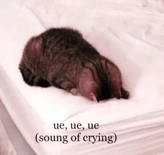 🌷 ue, ue, ue
(soung of crying) kat, huilen, verdrietig, meme, dier telegram sticker