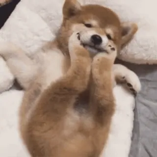 😇 cane, shiba inu, cucciolo, carino, animale, animale domestico, sdraiato, adorabile whatsapp sticker