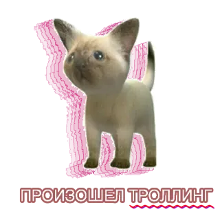 😎 ПРОИЗОШЕЛ ТРОЛЛИНГ cat, trolling, meme, russian, text, animal, kitten telegram sticker