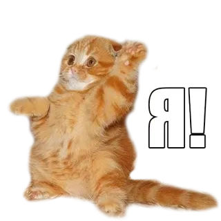 ✋ Я! gato, gatito, lindo, animal whatsapp sticker