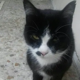 😺 chat, animal, animal de compagnie, noir et blanc, animal domestique, félin telegram sticker