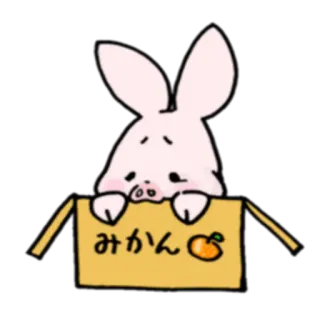 😶 みかん кролик, микан, апельсин, коробка, животное, каваий, милый telegram sticker
