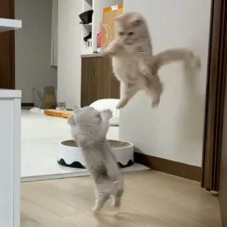 😾 Katzen, Tiere, Kämpfen, Verspielt, Kätzchen telegram sticker