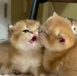 😘 kätzchen, katze, süß, tier, haustier whatsapp sticker