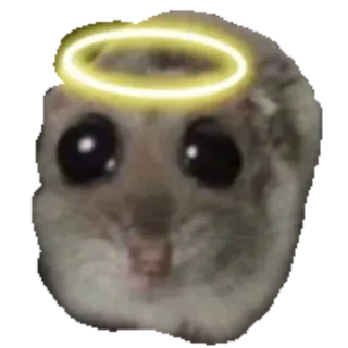 😇 Japanese dwarf flying squirrel flying squirrel, cute, angel, halo, innocent, animal, meme, sticker telegram sticker