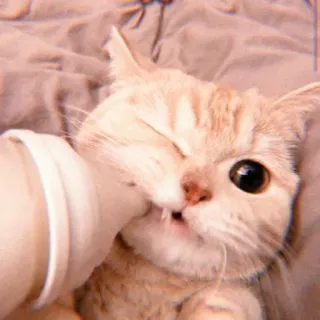 😠 kucing, anak kucing, imut, hewan peliharaan, hewan, botol telegram sticker