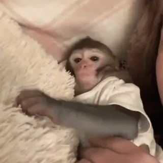 🐵 Affe, Tier, süß, Primaten, Baby whatsapp sticker