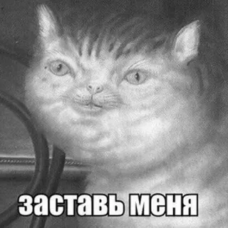 👀 заставь меня 猫, ミーム, 面白い, テキスト, ロシア語 telegram sticker