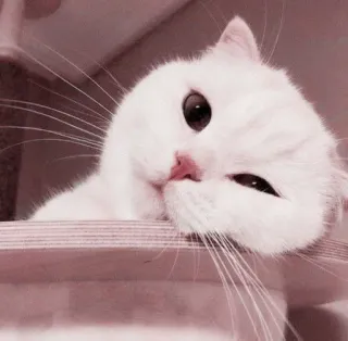 🌷 Katze, süß, weiß, Kätzchen, Tier telegram sticker