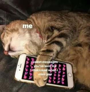 🍬 me
sweet messages you've sent me that I read when I miss you cat, cute, messages, meme, adorable, sleep, emotional whatsapp sticker