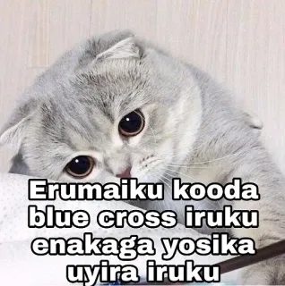 😔 Erumaiku kooda blue cross iruku enakaga yosika uyira iruku gato, meme, animal, animal de estimação, fofo, engraçado telegram sticker