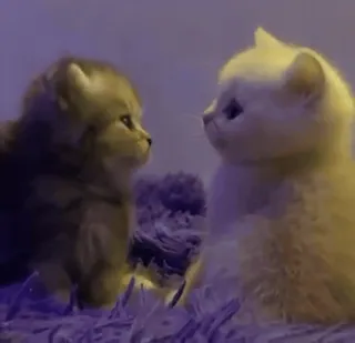 😇 kittens, cats, animals, pets, cute, fluffy whatsapp sticker