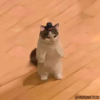 🤓 @UNDRAMATIC00 chat, mignon, animal, chapeau, drôle whatsapp sticker