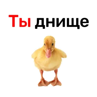 😟 Ты днище ลูกเป็ด, คำดูถูก, รัสเซีย, สัตว์, นก, มีม telegram sticker