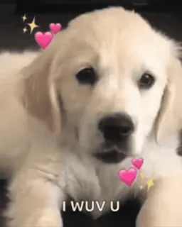 ♥ I WUV U chó con, chó, tình yêu, trái tim, dễ thương, chó golden telegram sticker