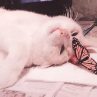 🐈 kot, motyl, słodki, zwierzę, domowy, śpiący, zrelaksowany telegram sticker