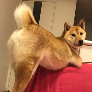 🍑 Hund, Shiba Inu, Tier, Haustier, süß, Haustier telegram sticker