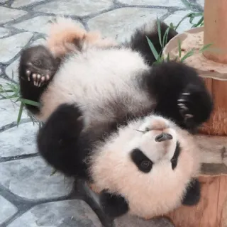 🐼 panda, animal, lindo, panda bebé, oso, cachorro telegram sticker