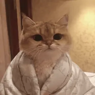 👀 gato, roupão, animal, fofo, animal de estimação, engraçado telegram sticker
