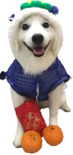🍊 hond, kleding, hoed, sinaasappels telegram sticker