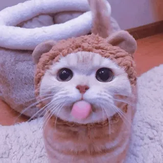 🐈‍⬛️ cat, kitten, cute, animal, pet, hat, tongue telegram sticker