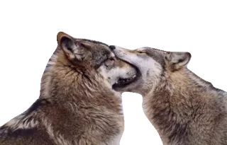 WolveStickerz telegram stickers