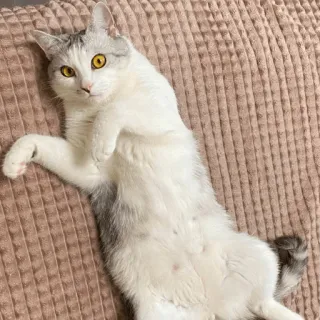 😟 chat, animal, animal de compagnie, animal domestique, mammifère, mignon, chat blanc, chat gris whatsapp sticker
