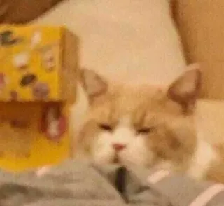 😒 kucing, binatang, hewan peliharaan, hewan domestik, lucu, malas telegram sticker