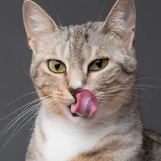 😜 gatto, leccare, animale domestico, animale, carino, gatto domestico, tigrato telegram sticker
